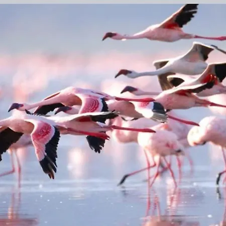 Lagovista45 Dom wakacyjny Torrevieja